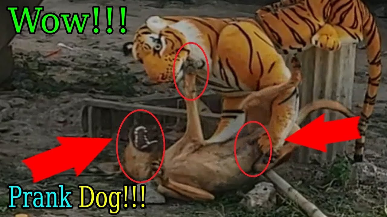 Wow a Fake Tiger Prank Dog Very Funny Try To Stop Laugh Challenge Prank Dog 2021