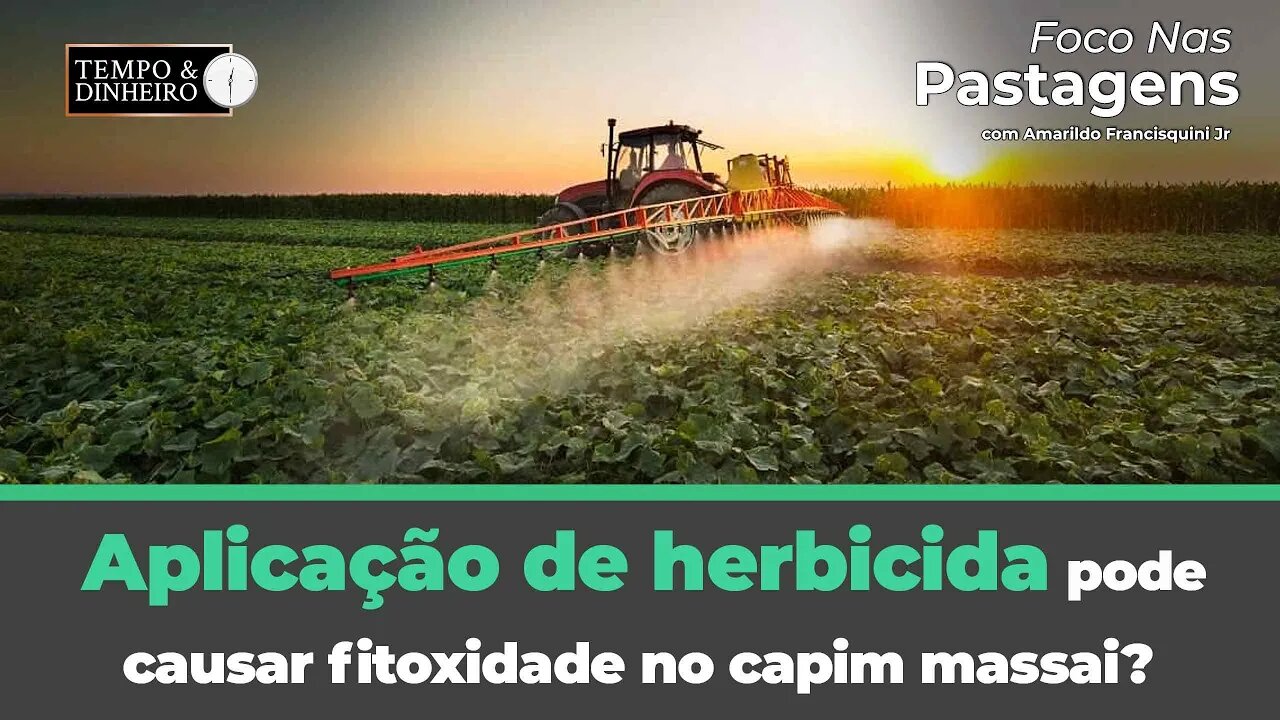 Aplicação de herbicida pode causar fitoxidade no capim massai?Tema de hoje no Foco nas Pastagens