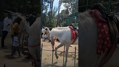 Horse standing posture prediction,#youtube,#youtubeshort,#ytshorts,#tourvlog,#animal,#horsevideo