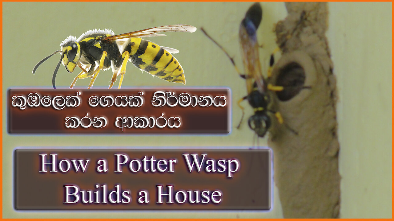 How a Potter Wasp Builds a House | කුඹලෙක් ගෙයක් නිර්මානය කරන ආකාරය | mason wasps |කුඹලා|Potter Wasp