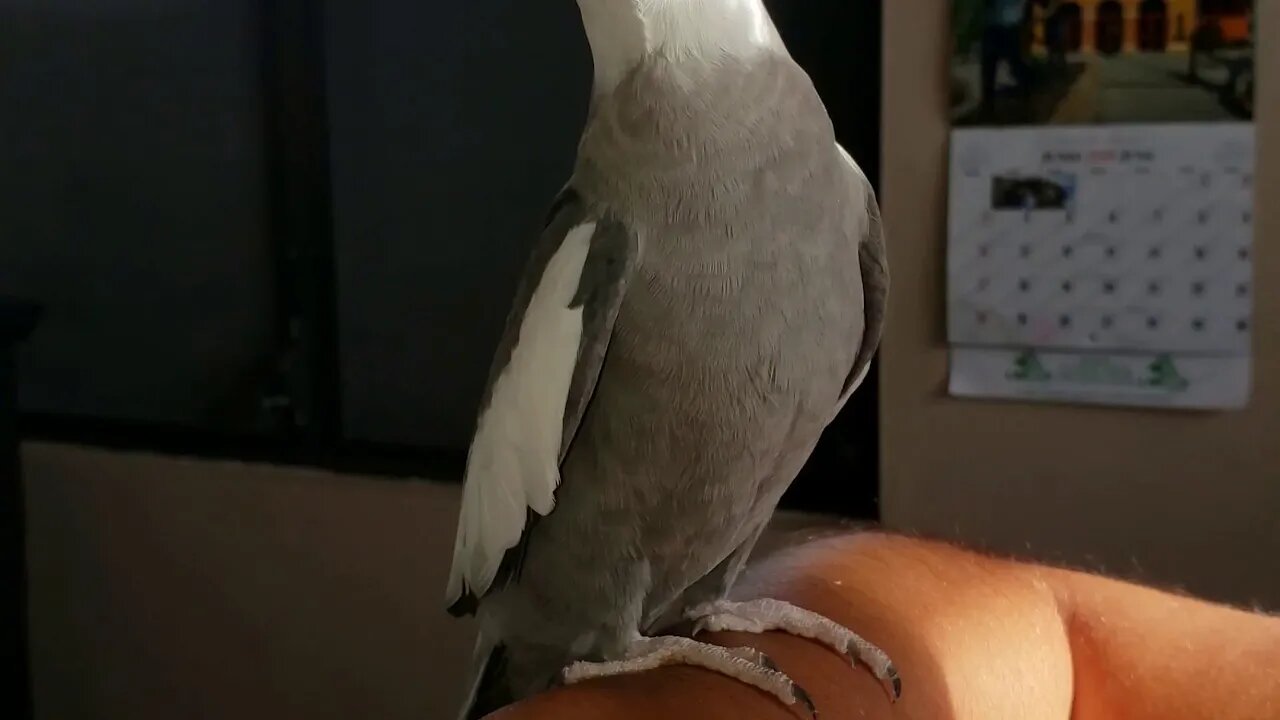 My cockatiel singing The Pirates of Caribbean