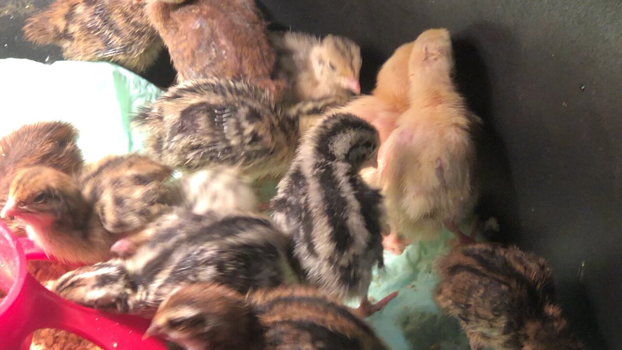 Baby Quail Closeup