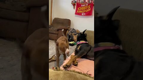 Daisy and Nala playing.