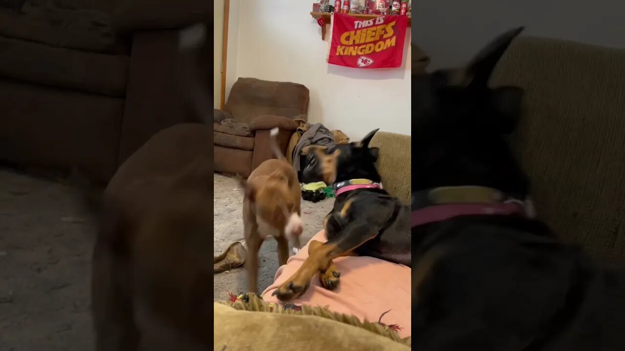 Daisy and Nala playing.