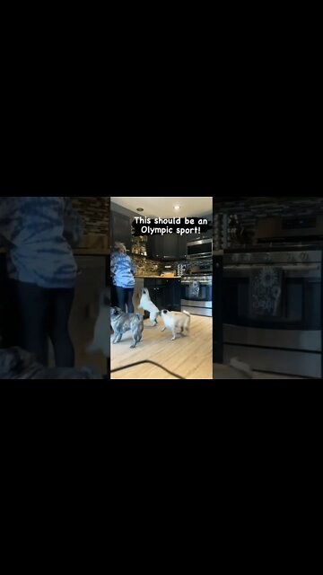 Happy family 💗 . . #pug #pugs #pugdogs #puglovers #puglife