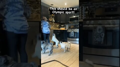 Happy family 💗 . . #pug #pugs #pugdogs #puglovers #puglife