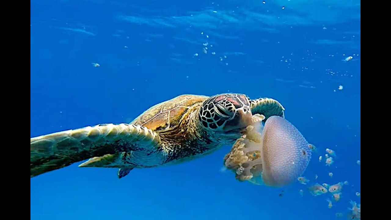 Beautiful Jellyfish Eaten By A Sea Turtle 🐢🐢
