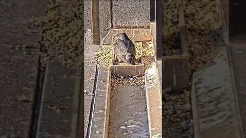 Peregrine Falcon Mumma Lays Egg Number 4 For 2023. #trending #shorts #egg #video #viral #viralvideo