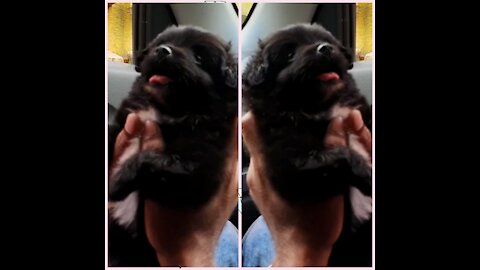 Black POMERANIAN THE CUTEST DOG