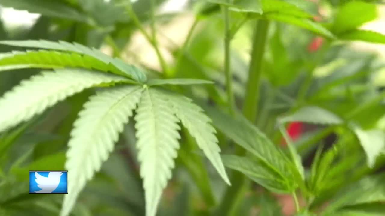 MARINETTE CO OPPOSES POT