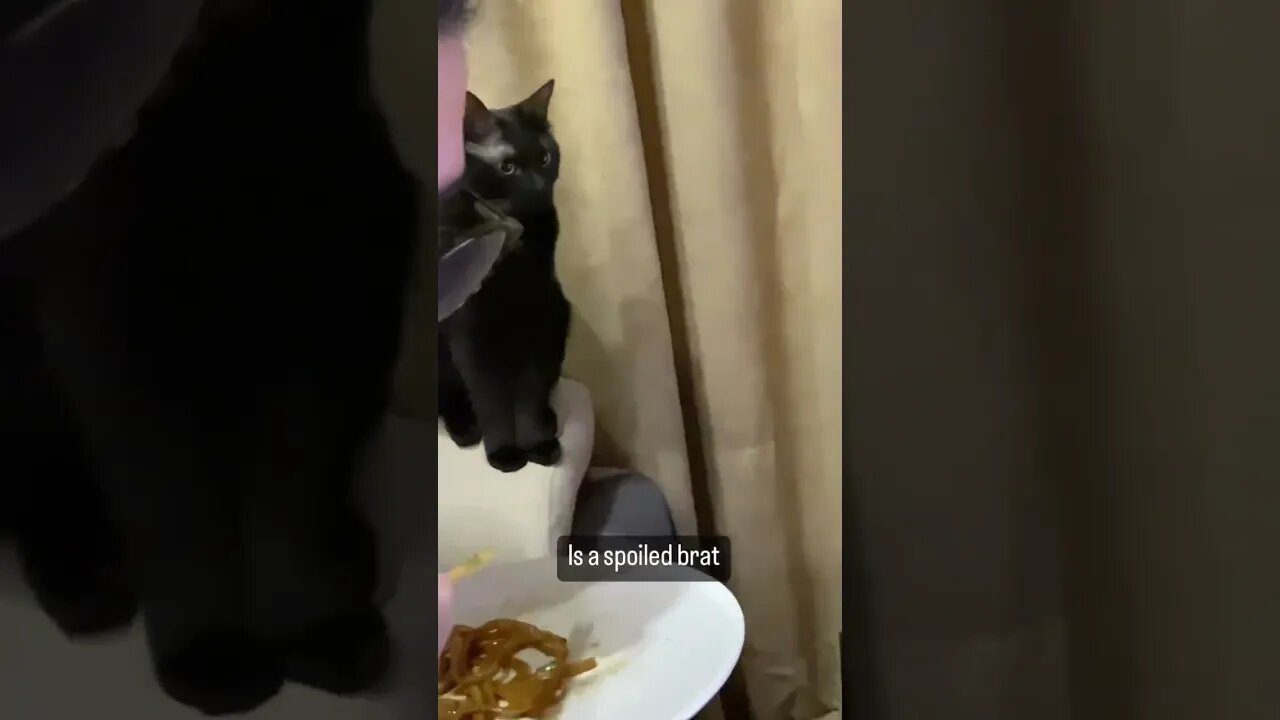 Spoiled cats #cat #catvideos #pet #funnycat #funnycats #short Voicecredit: instagram @hollyhuskygirl