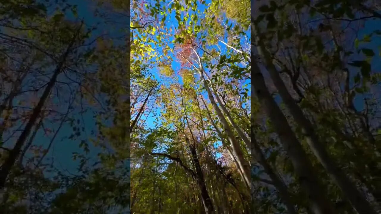 Beautiful Fall Colors 🍂🍁