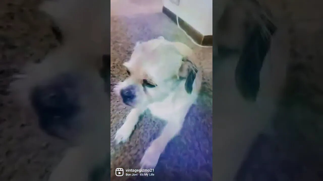 ITS GIZMO LIFE