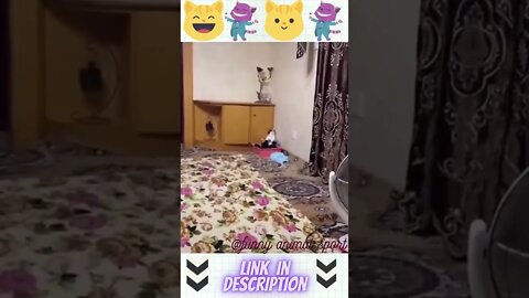 funny animal cat