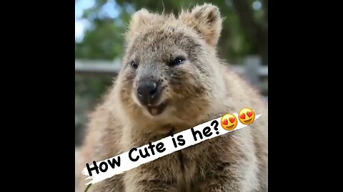 Cute funny Quokka -112