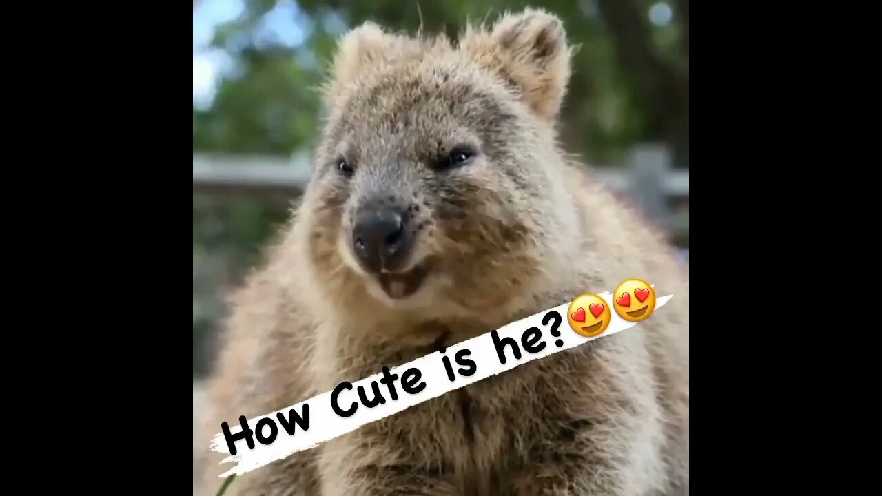 Cute funny Quokka -112