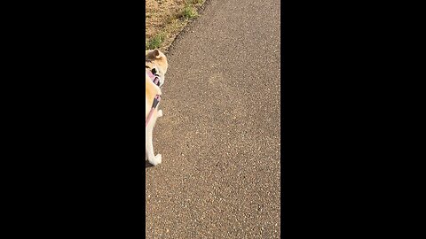 Luna’s Daily Walkabout