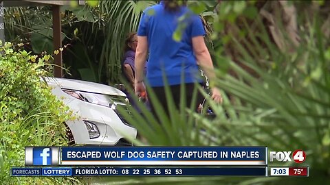 Community at ease after escaped wolf dog is captured in Naples