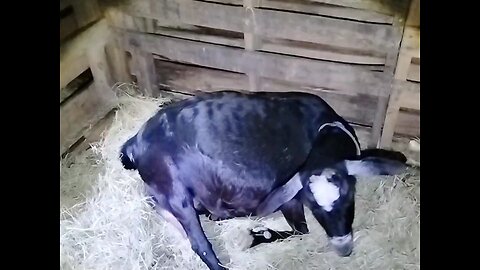 Goat gives birth to triplets