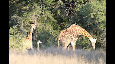 Umlani Base Camp, South Africa