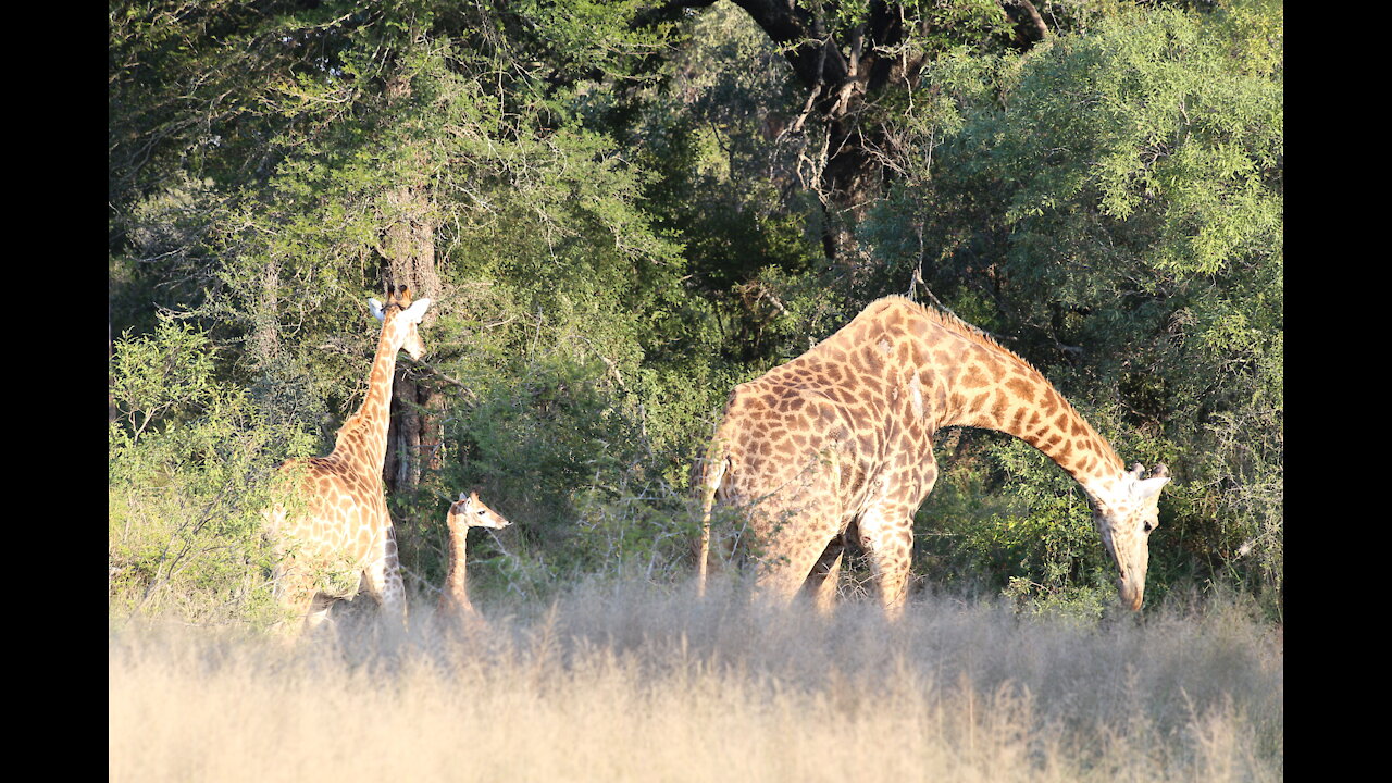 Umlani Base Camp, South Africa