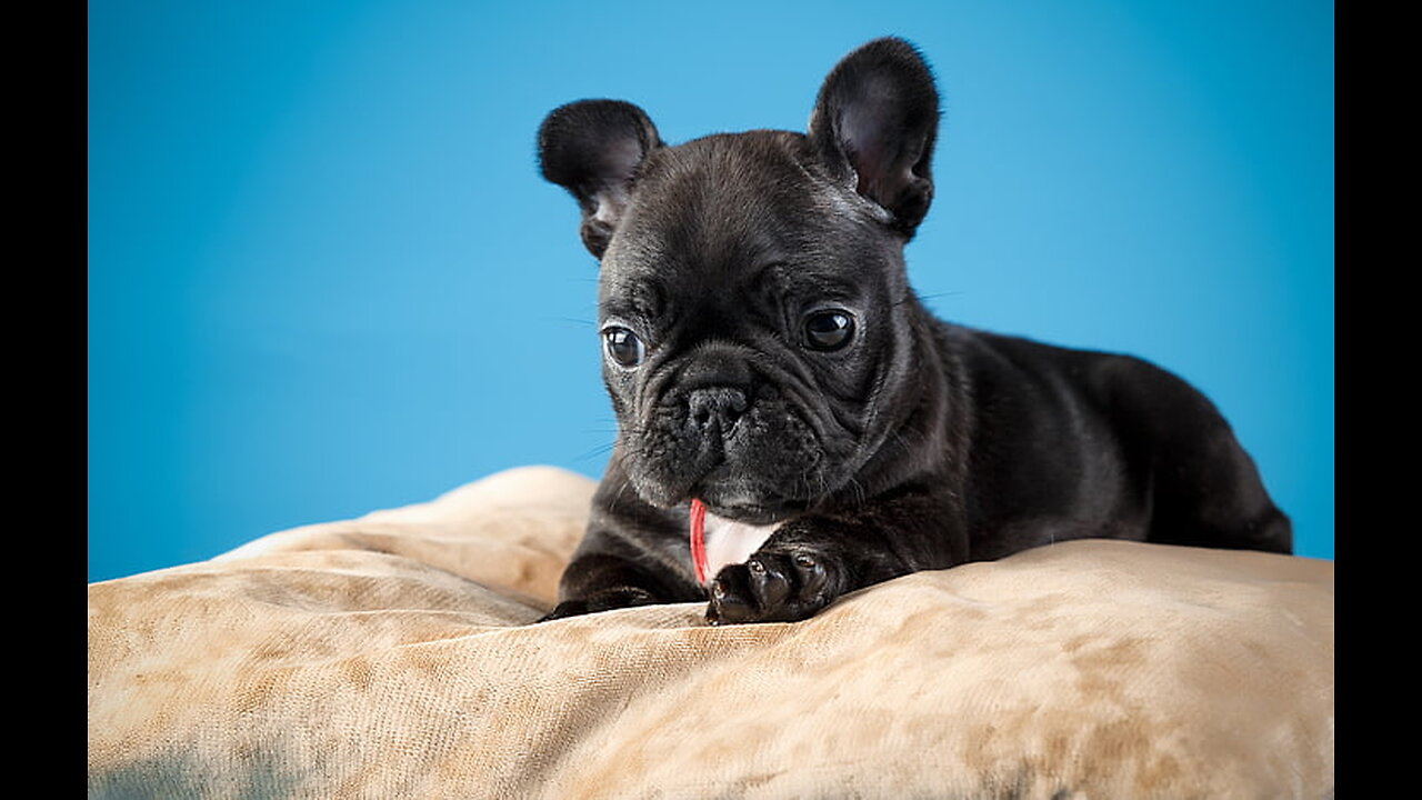 EPIC SHOWDOWN: French Bulldog vs Vacuum Cleaner!Who Will Emerge Victorious in this Hilarious Battle?