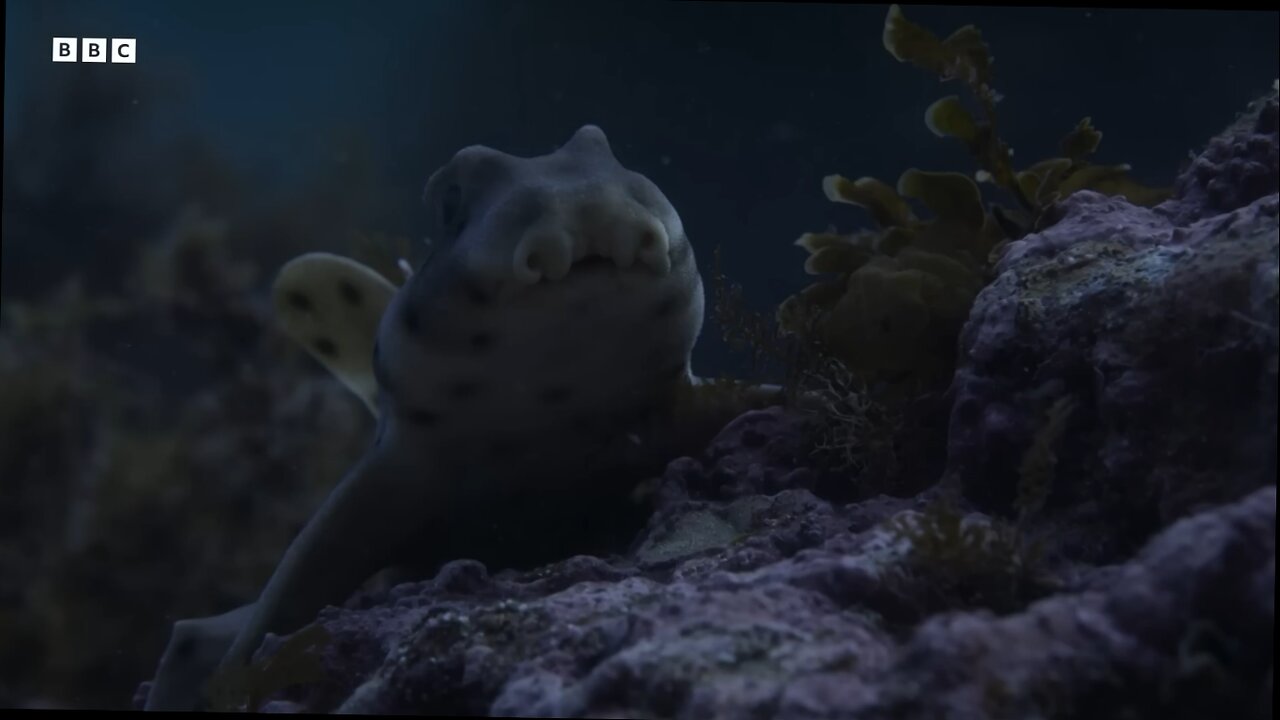 survival of the fittest -Horn Shark uses secret weapon to escape