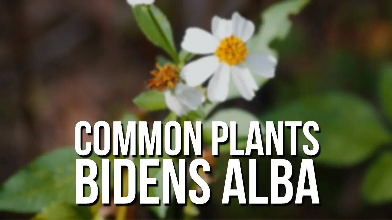 Common Plants: Bidens Alba (Spanish Needles)