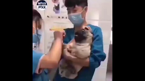 Dog treatment