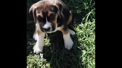 Baby Beagle