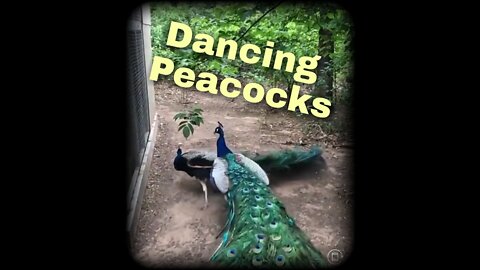 Dancing Peacocks