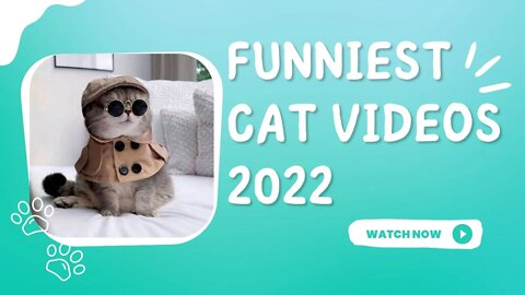 😹Funniest Cat Videos Compilation 2022 | Try Not to Laugh😂