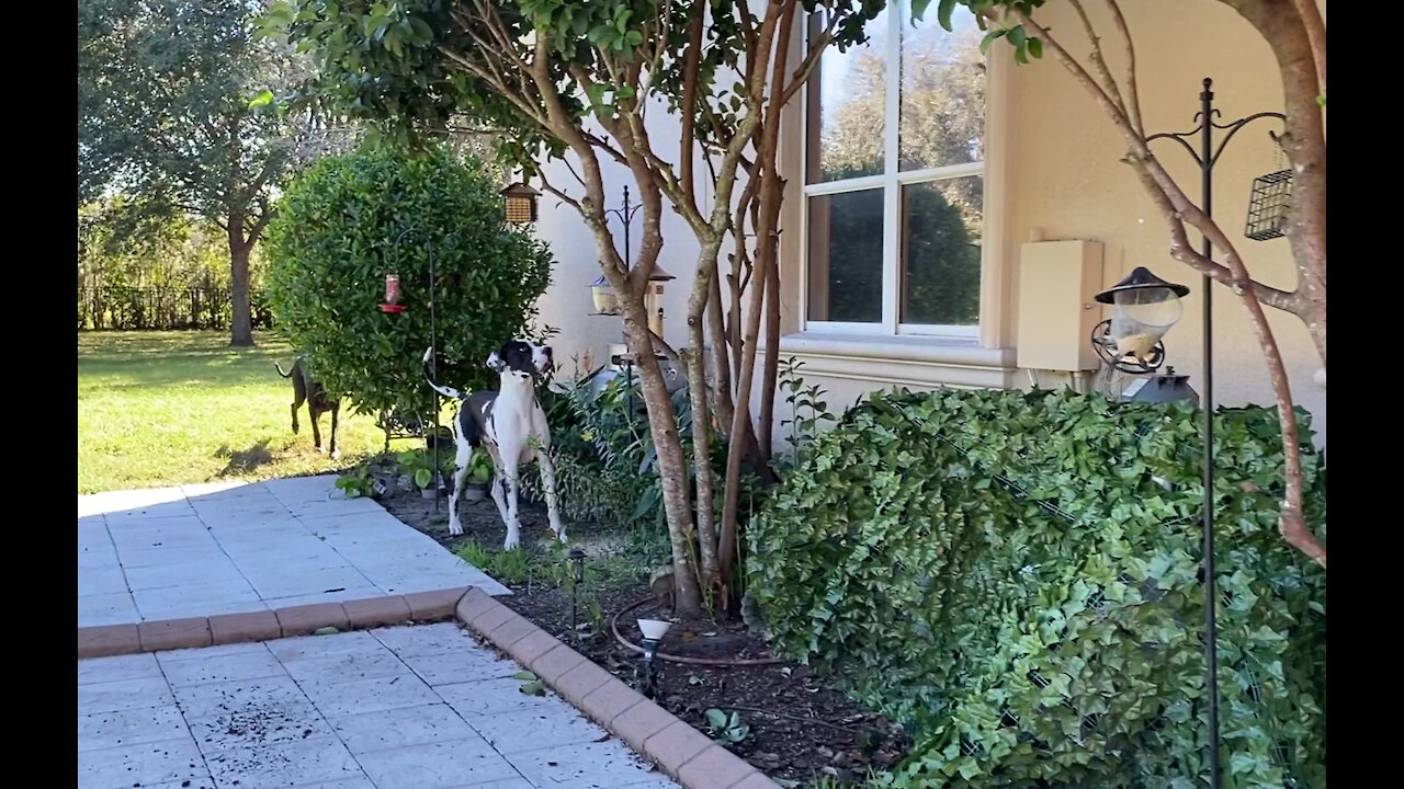 Funny Great Danes Enjoy Their Morning Squirrel Check