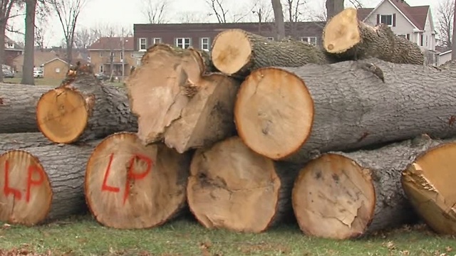 Oak trees cut down in Lorain's Oakwood Park to make room for major renovations