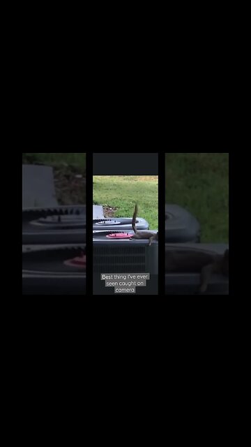 Best thing I’ve ever seen caught on camera 🤣