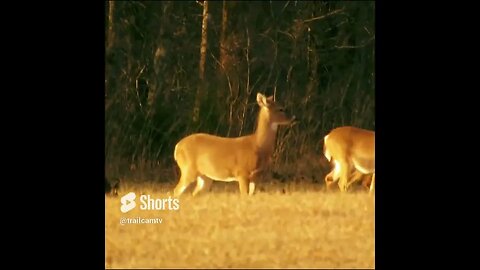 Deer Herd