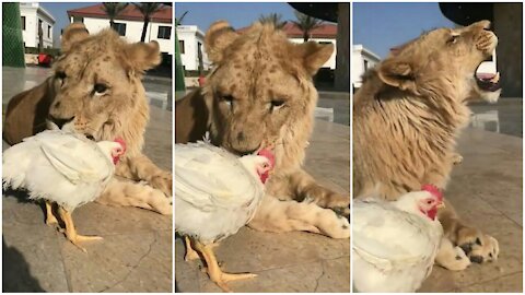 Strange friendships ( lion and a chicken)