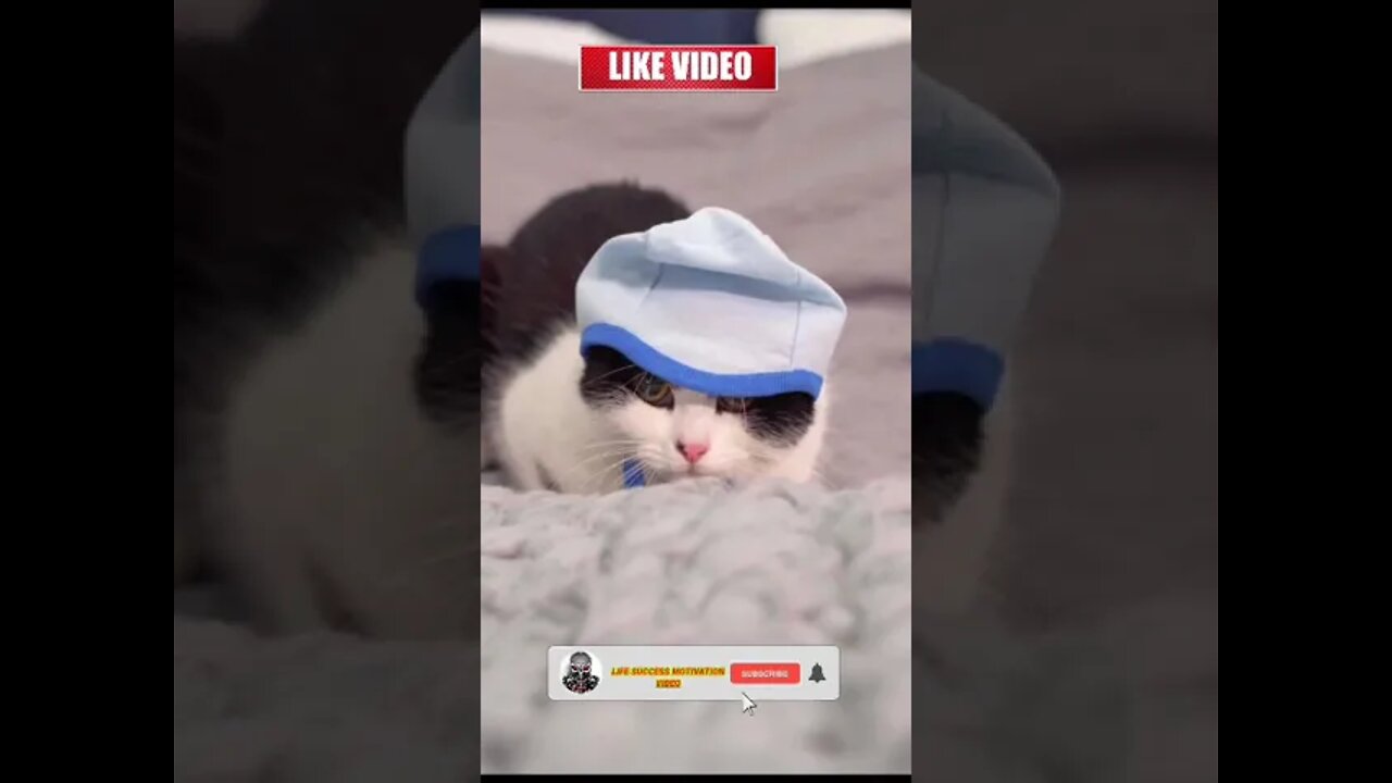 funny cat video || amazing cat video || cat video #short #shortfeed #youtubeshort