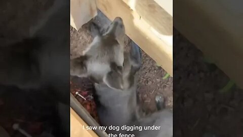 Neighbour Dog tiktok demonsemen1234