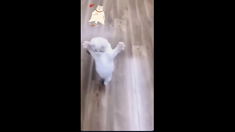 Funny cat clip