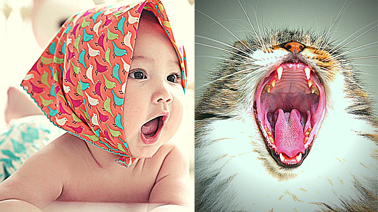 Cats Meeting Babies for the FIRST Time [NEW] Compilation 2021- Funny Animals Life