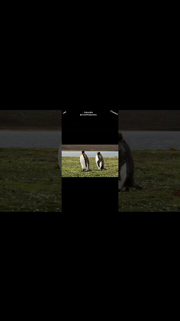 Penguins can jump so high as 9 feet #birds #shorts