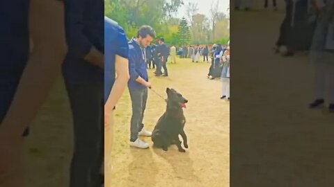 WHY.ARE.YOU.SO.CUTE??? #Puppy #Dogs #Shorts #Puppyvideo #Shortvideo #dog #doglover #cutedog #puppylo