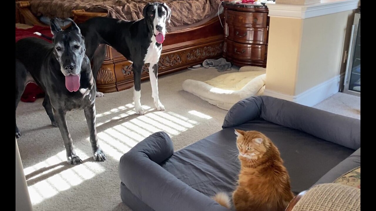 Cat Claims Great Danes' New Jumbo Dog Bed