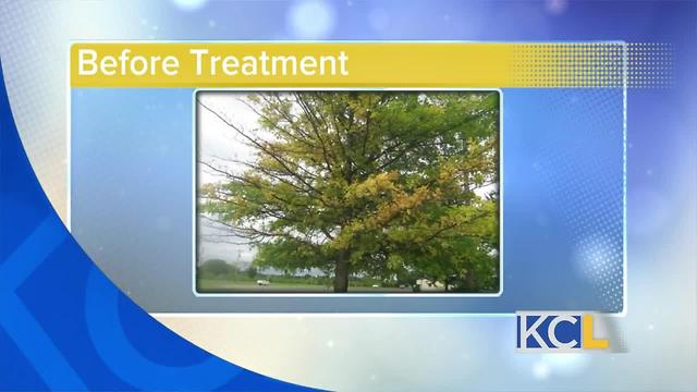 How to cure yellowing leaves on trees