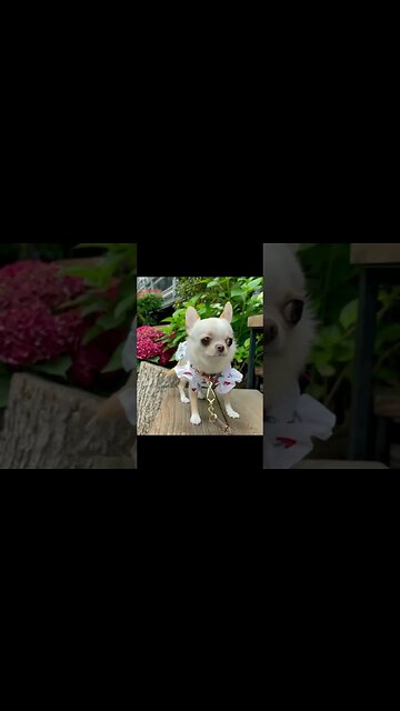 You Won't Believe What This Funny Animal Does Next!