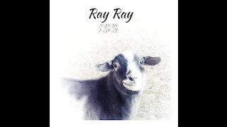 Tribute to Ray Ray