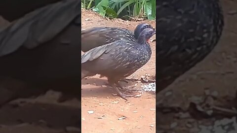 Jacu e seus filhotes com fome em busca de comida