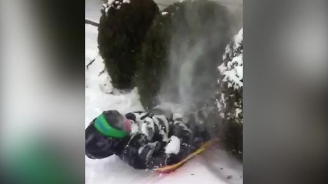 "A Young Boy On A Sled Crashes Into A Bush"