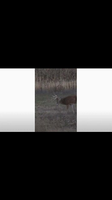 3-Way Buck Fight #Shorts
